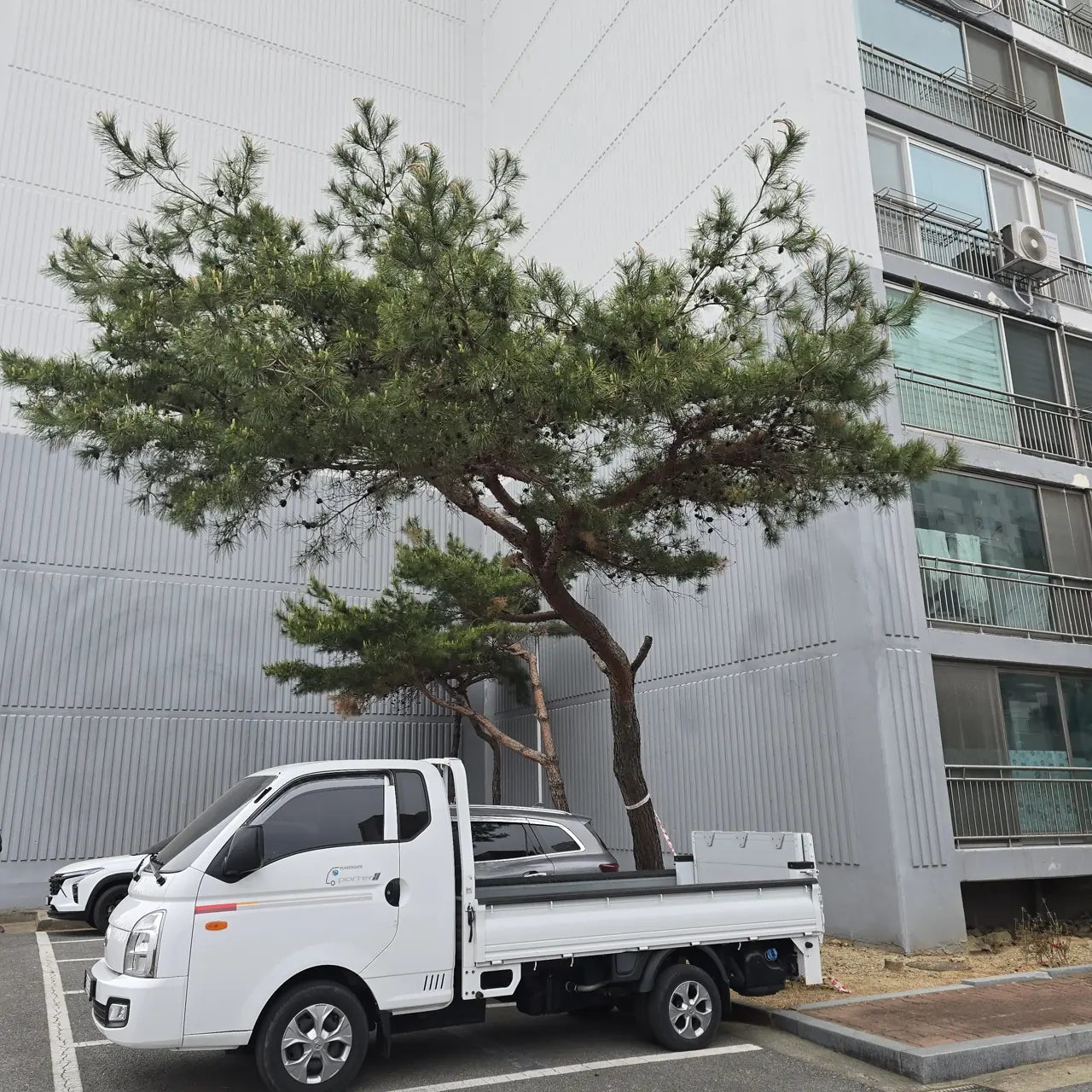 나무전지 아파트 단지 소나무 가지 정리 후 수형