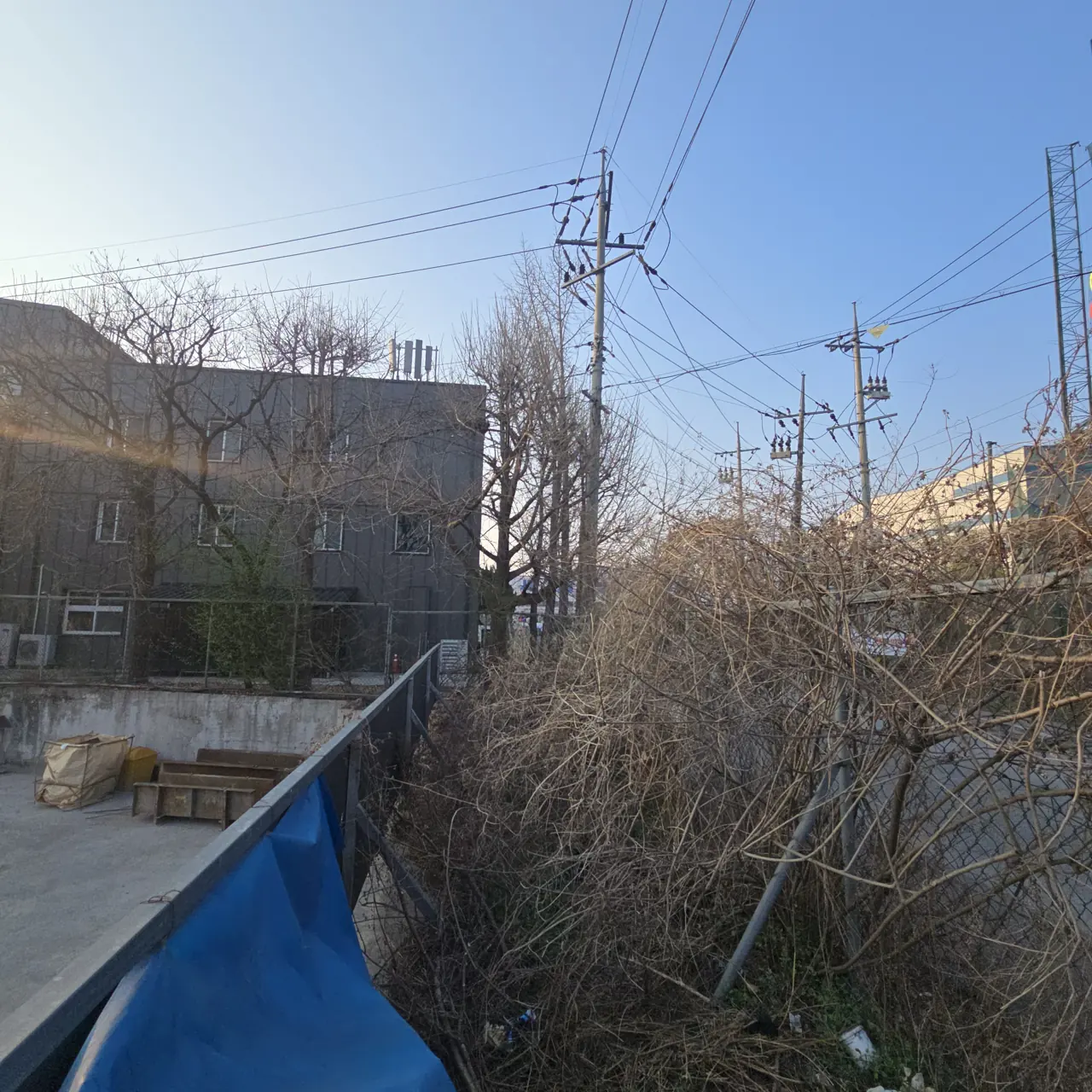 잡목제거 울타리와 전봇대 주변 웃자란 덩굴