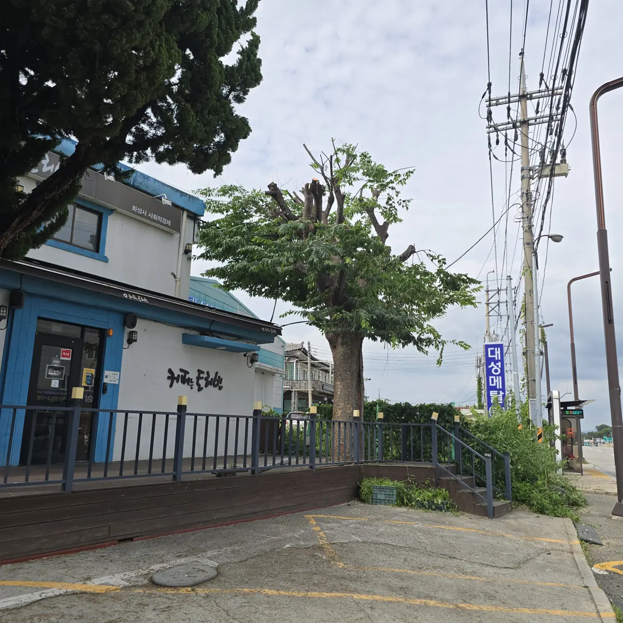 수목벌목 연관 시공 위험목벌목 현장 사진