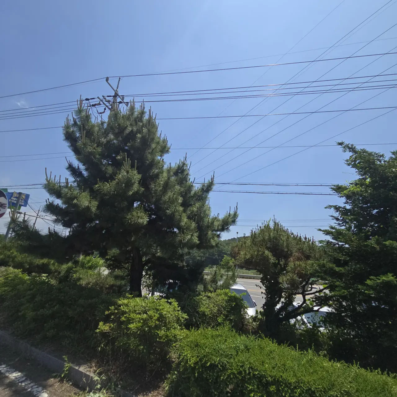 상가벌목 상가 앞 전선 아래 조경 소나무 정리 후 전경