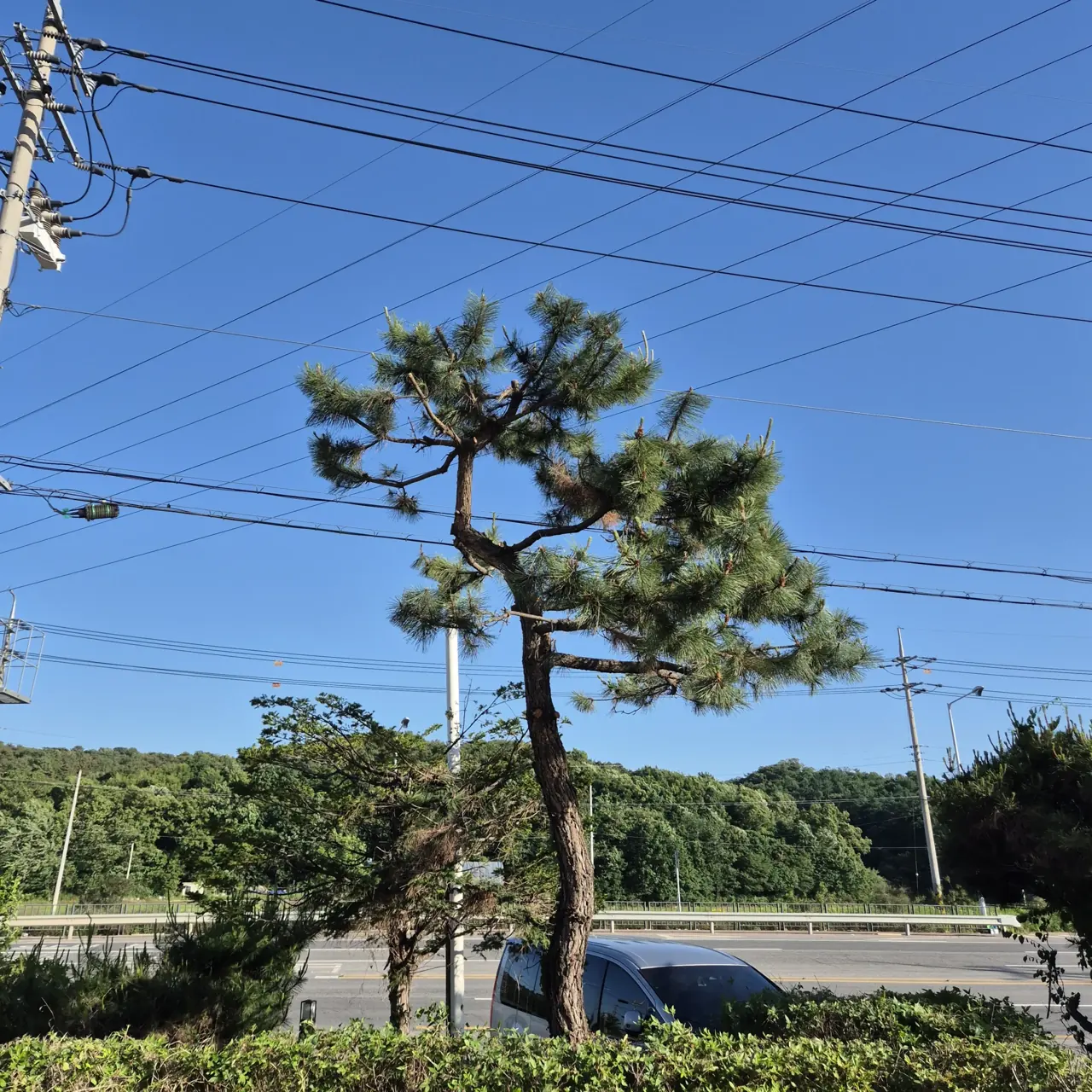 상가벌목 상가 조경 소나무 전지 전 모습