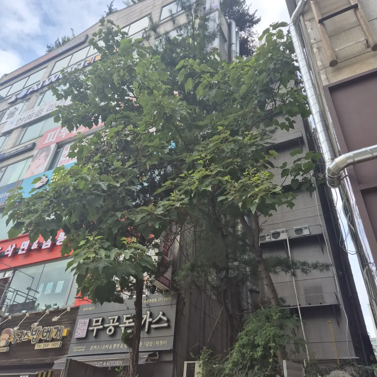 수목벌목 상가 건물 사이 큰 나무 벌목 전 모습