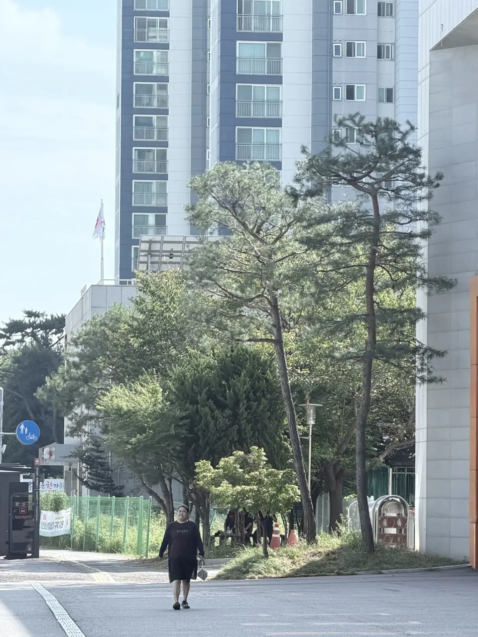 나무전지 건물 앞 소나무 가지 정리 현장