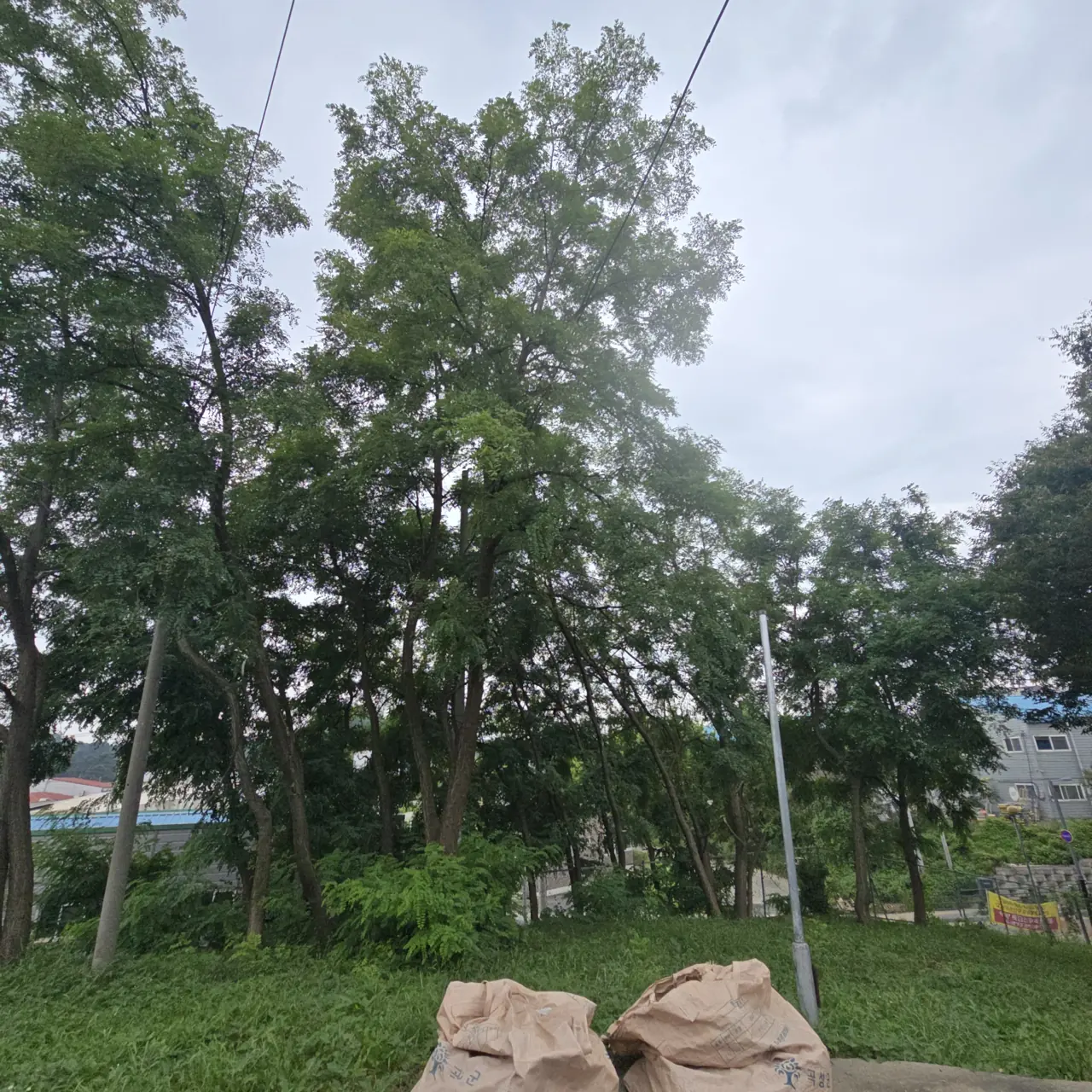 위험목벌목 시공 기록 전깃줄에 걸려 위험한 나무 벌목