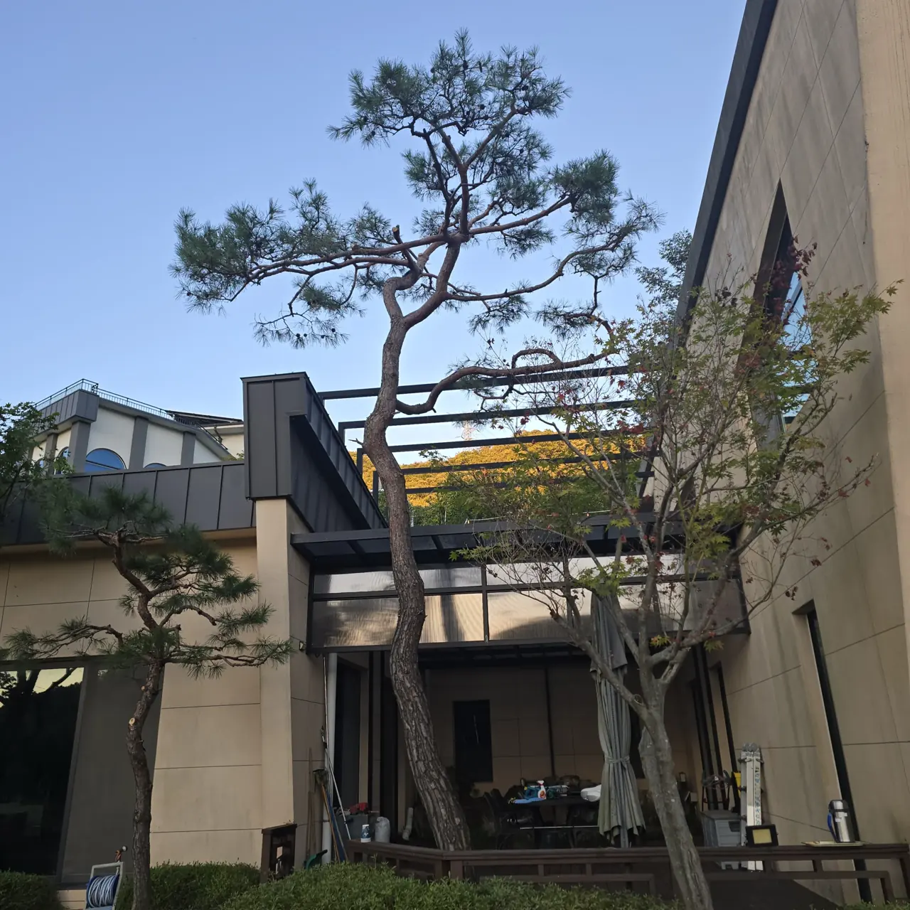 로프벌목 주택 옆 소나무 전지 전 모습